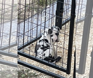 Great Dane Puppy for sale in OZARK, AL, USA