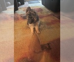 Small Photo #5 German Shepherd Dog Puppy For Sale in FORT MYERS, FL, USA