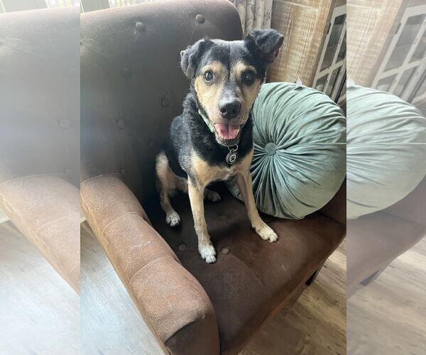 Medium Photo #11 Jack-A-Bee Puppy For Sale in Princeton, MN, USA