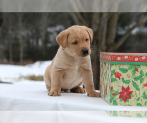 Labrador Retriever Puppy for sale in HYDE PARK, VT, USA