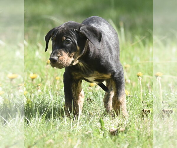 Medium Photo #2 Mutt Puppy For Sale in Mechanicsburg, PA, USA