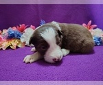 Small #16 Border Collie