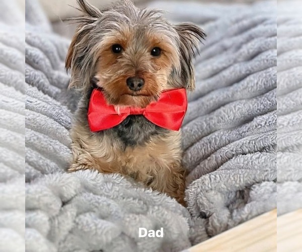Medium Photo #1 Yorkshire Terrier Puppy For Sale in CLIFTON, NJ, USA