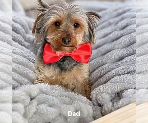 Father of the Yorkshire Terrier puppies born on 08/21/2026