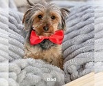 Small Photo #1 Yorkshire Terrier Puppy For Sale in CLIFTON, NJ, USA