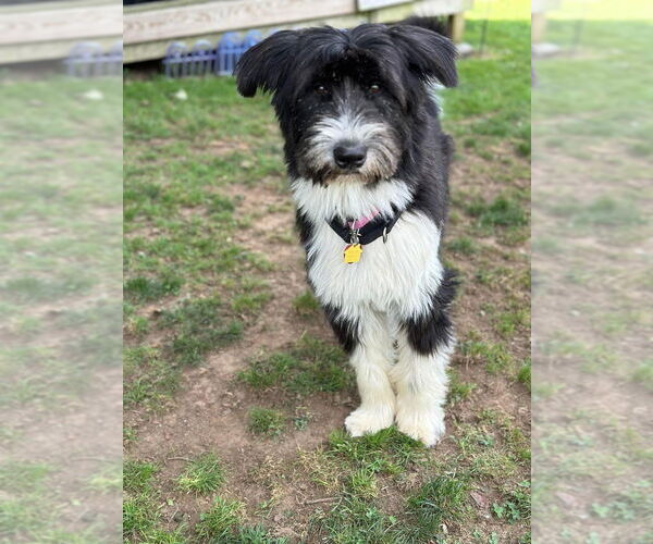 Medium Photo #8 Mutt Puppy For Sale in New York, NY, USA