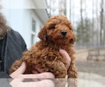 Puppy 1 Poodle (Toy)