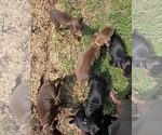 Small #10 Doberman Pinscher
