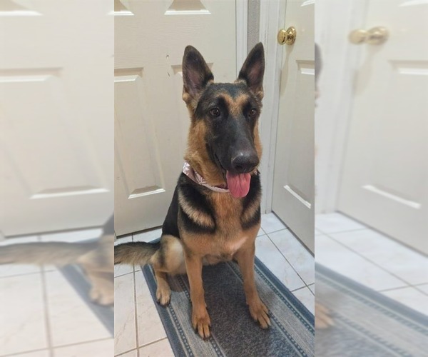 Medium Photo #11 German Shepherd Dog-Unknown Mix Puppy For Sale in Lake Forest, CA, USA