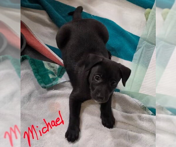 Medium Photo #7 German Shepherd Dog-Unknown Mix Puppy For Sale in Williamsburg, NM, USA