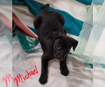 Small #6 German Shepherd Dog Mix