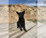 Small Photo #13 Belgian Malinois Puppy For Sale in SAN DIEGO, CA, USA