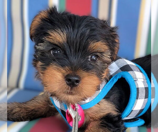 Medium Photo #1 Mutt Puppy For Sale in Berlin, MD, USA