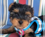 Small Mutt