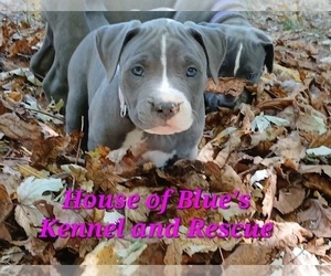 American Pit Bull Terrier Puppy for sale in DELAWARE, OH, USA