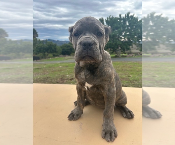 Medium Photo #34 Cane Corso Puppy For Sale in OCEANSIDE, CA, USA