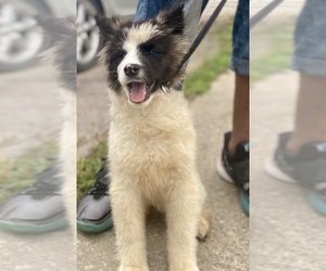 Akita Puppy for Sale in UNION CITY, Georgia USA