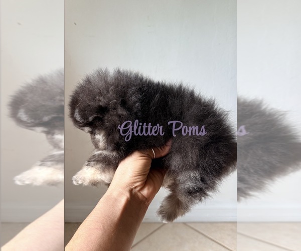 Medium Photo #4 Pomeranian Puppy For Sale in LEHIGH ACRES, FL, USA