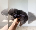 Small #3 Pomeranian
