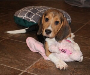 Beagle Puppy for Sale in MORRILL, Kansas USA
