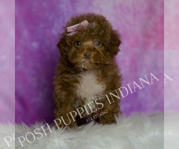Medium Photo #3 Maltipoo (Miniature) Puppy For Sale in WARSAW, IN, USA