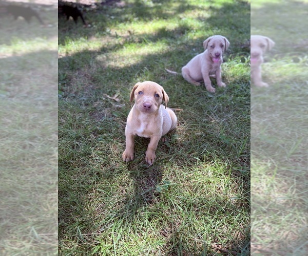 Medium Photo #3 Labrador Retriever Puppy For Sale in LEASBURG, MO, USA