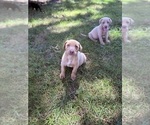 Small #2 Labrador Retriever