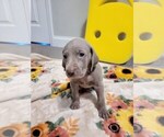 Small Photo #5 Weimaraner Puppy For Sale in LAGRANGE, GA, USA