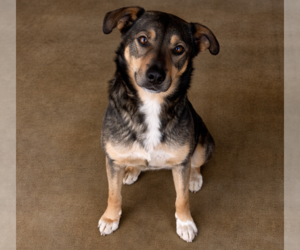 German Shepherd Dog-Unknown Mix Dogs for adoption in Sistersville, WV, USA