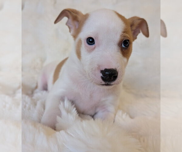 Medium Photo #2 Mutt Puppy For Sale in Brooklyn Center, MN, USA