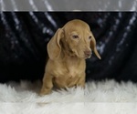 Small #2 Dachshund