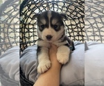 Small Photo #45 Siberian Husky Puppy For Sale in KANSAS CITY, MO, USA
