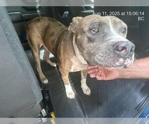 American Pit Bull Terrier Dogs for adoption in Ocala, FL, USA