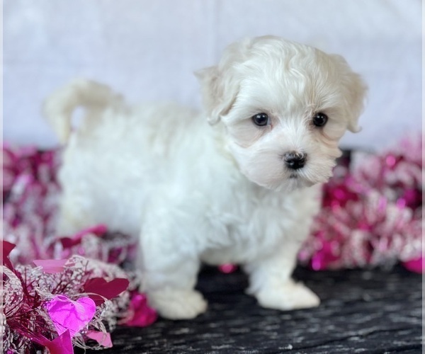 Medium Photo #9 Maltese Puppy For Sale in ROCK STREAM, NY, USA