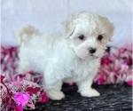 Small #8 Maltese