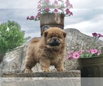 Puppy Captain AKC Chow Chow