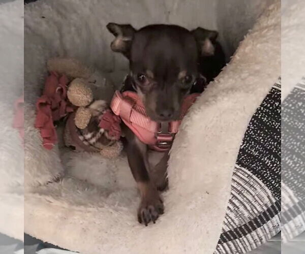 Medium Photo #4 Chihuahua-Unknown Mix Puppy For Sale in Bellingham, WA, USA