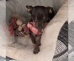 Small #3 Chihuahua Mix