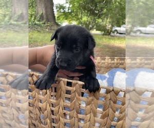 Belgian Malinois Puppy for sale in NEWPORT NEWS, VA, USA