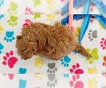 Small #1 Cavapoo mix (+ Poodle Miniature)