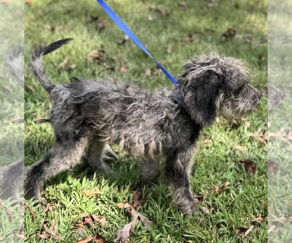 Medium Photo #4 Labrador Retriever-Unknown Mix Puppy For Sale in Yardley, PA, USA