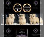 Small #1 Pomeranian
