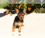 Puppy Stacey Yorkshire Terrier