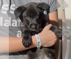 German Shepherd Dog-Unknown Mix Dogs for adoption in Dana Point, CA, USA