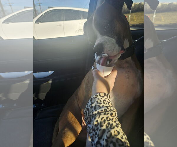 Medium Photo #4 Boxer-Unknown Mix Puppy For Sale in Belleuve, NE, USA