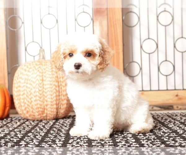 Medium Photo #4 Poodle (Toy) Puppy For Sale in NAPLES, FL, USA