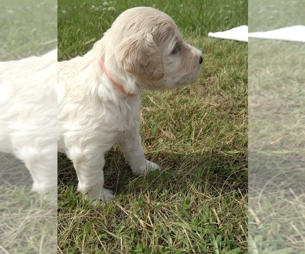 Medium Photo #4 Labradoodle Puppy For Sale in SPENCERVILLE, IN, USA