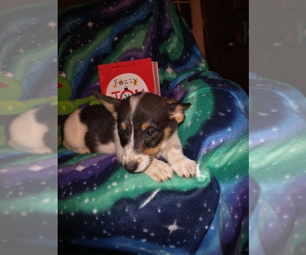 Medium Photo #93 Cowboy Corgi Puppy For Sale in GALLEGOS, NM, USA