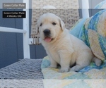 Puppy Green Collar Golden Retriever