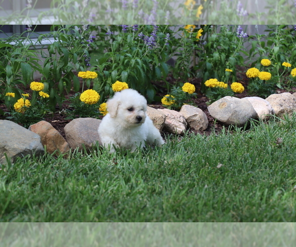 Medium Photo #34 Bichon Frise Puppy For Sale in HUMBOLDT, IL, USA
